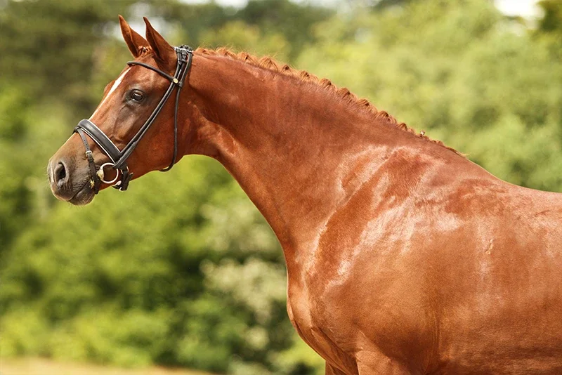 Dutch Warm Blood Horse